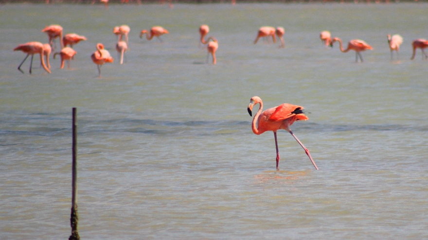Flamingos Observation Tour In Holbox